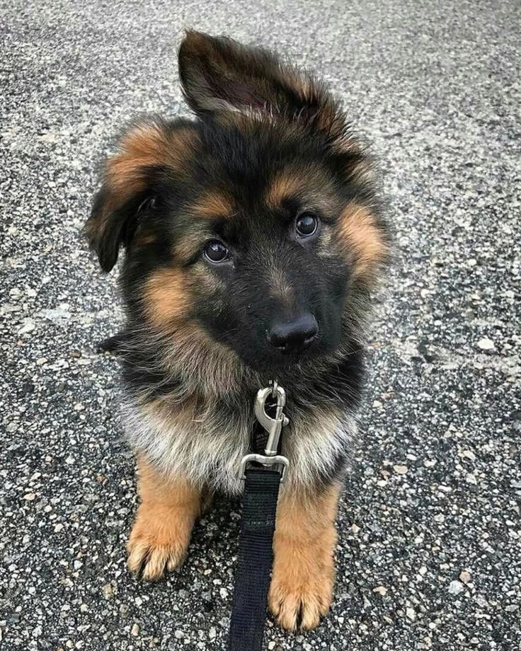 Prächtiger Deutscher Schäferhundwelpe