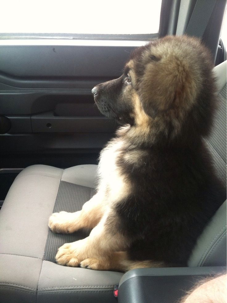 Prächtiger Deutscher Schäferhundwelpe