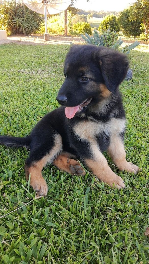 Prächtiger Deutscher Schäferhundwelpe