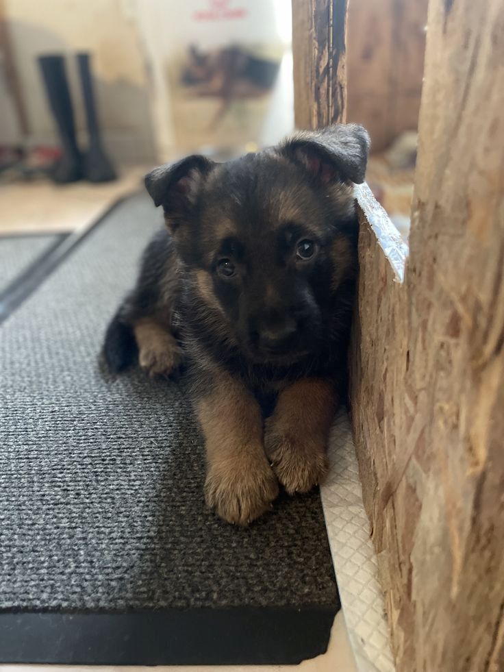 Prächtiger Deutscher Schäferhundwelpe