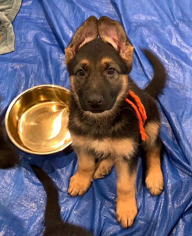 Prächtiger Deutscher Schäferhundwelpe