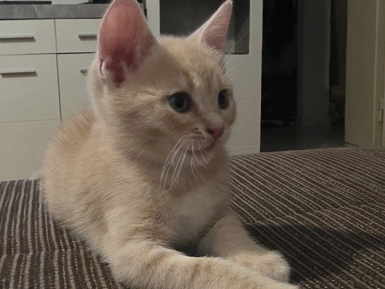 Kitten BKH Mix Katzenbabys