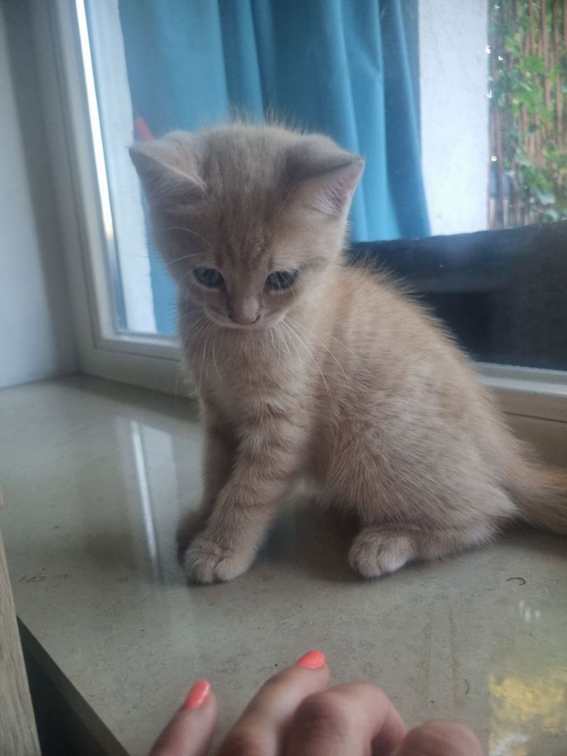 Kitten BKH Mix Katzenbabys