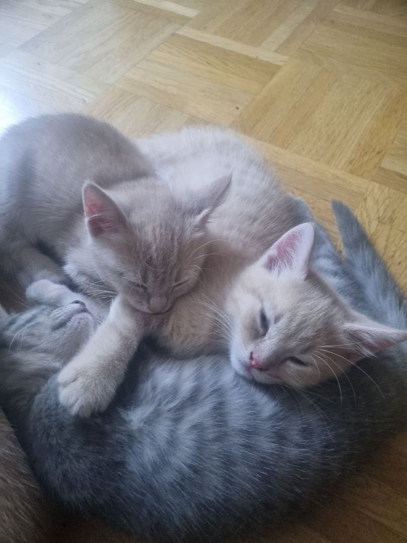 Kitten BKH Mix Katzenbabys