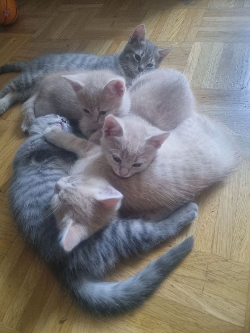 Kitten BKH Mix Katzenbabys