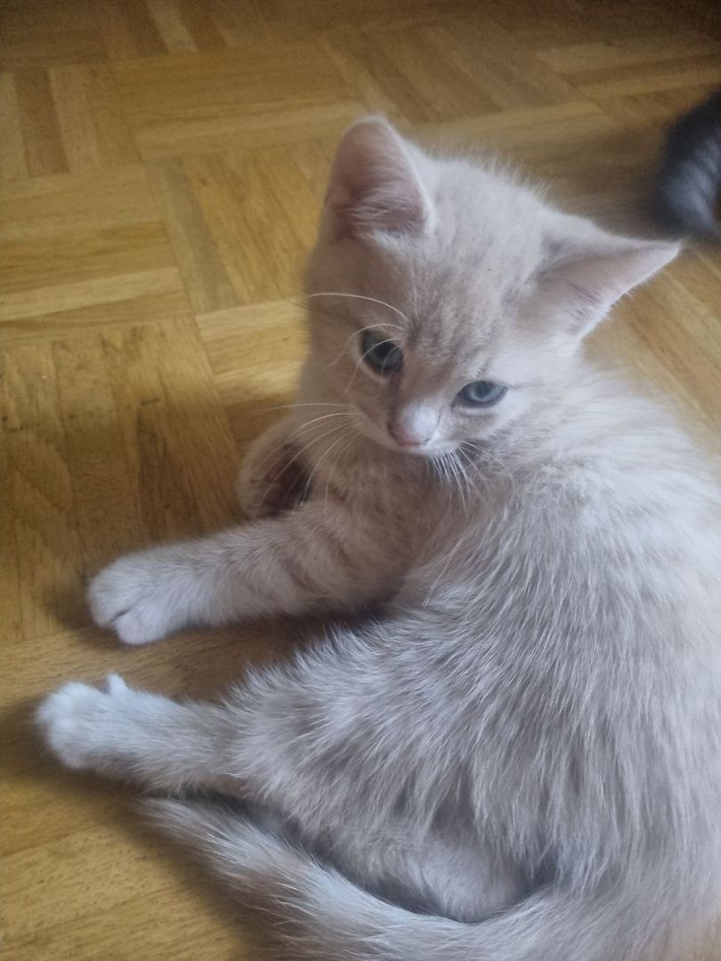 Kitten BKH Mix Katzenbabys