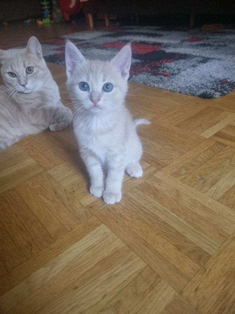 Kitten BKH Mix Katzenbabys