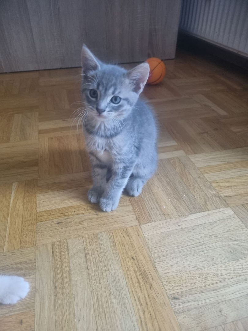 Kitten BKH Mix Katzenbabys