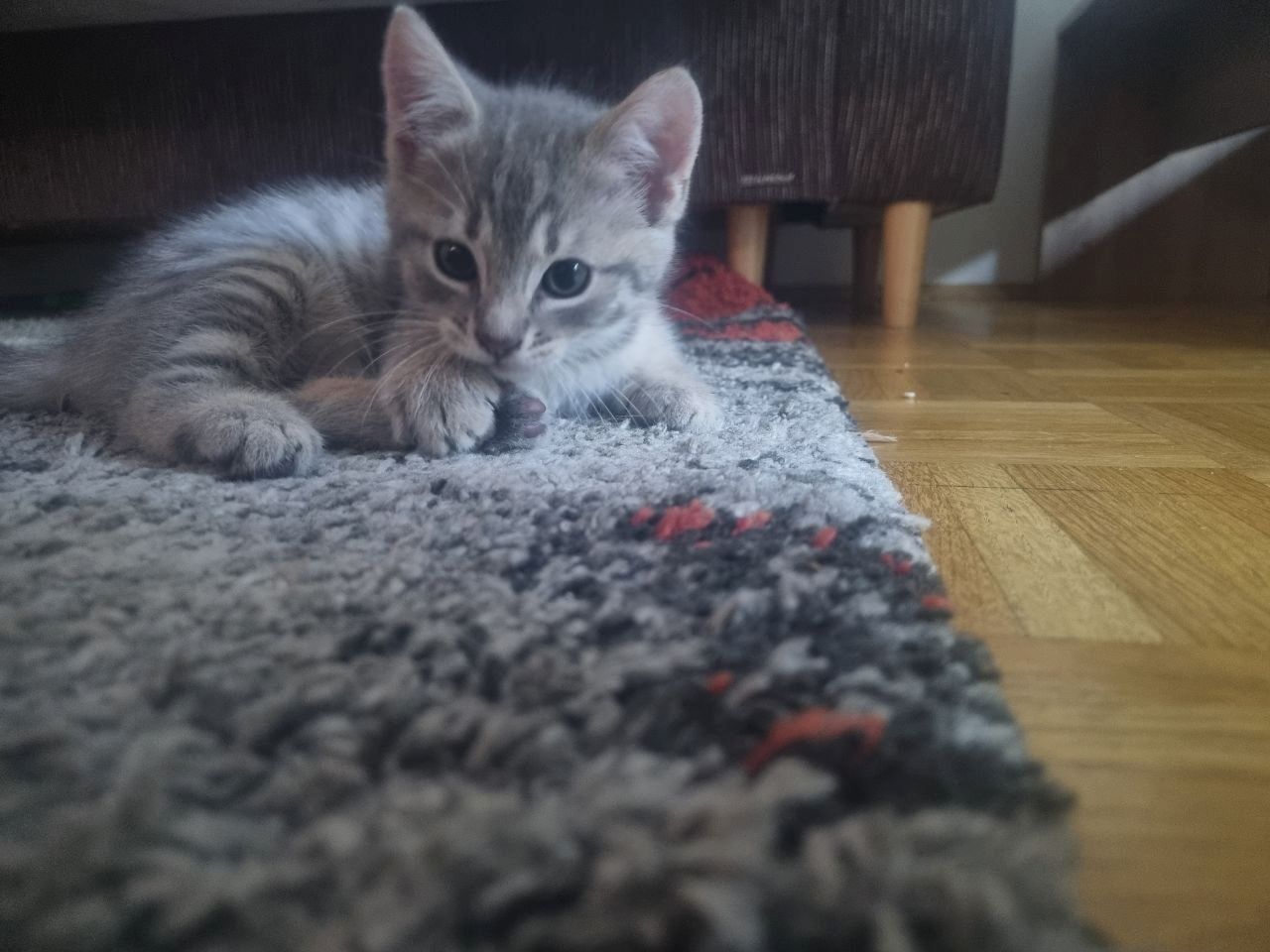 Kitten BKH Mix Katzenbabys