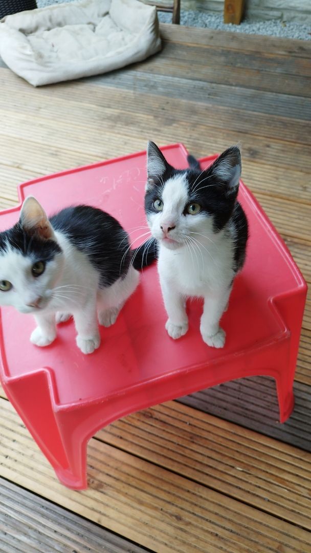 2 süße weiß schwarze Kater abzugeben