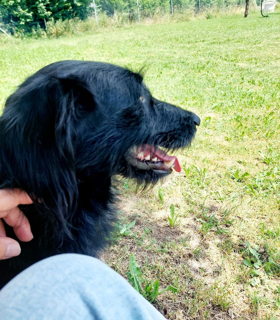 Elmo sensibler Begleiter sucht seinen Herzplatz