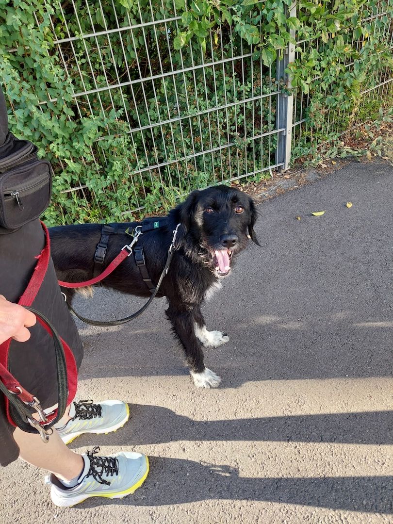 Elmo sensibler Begleiter sucht seinen Herzplatz