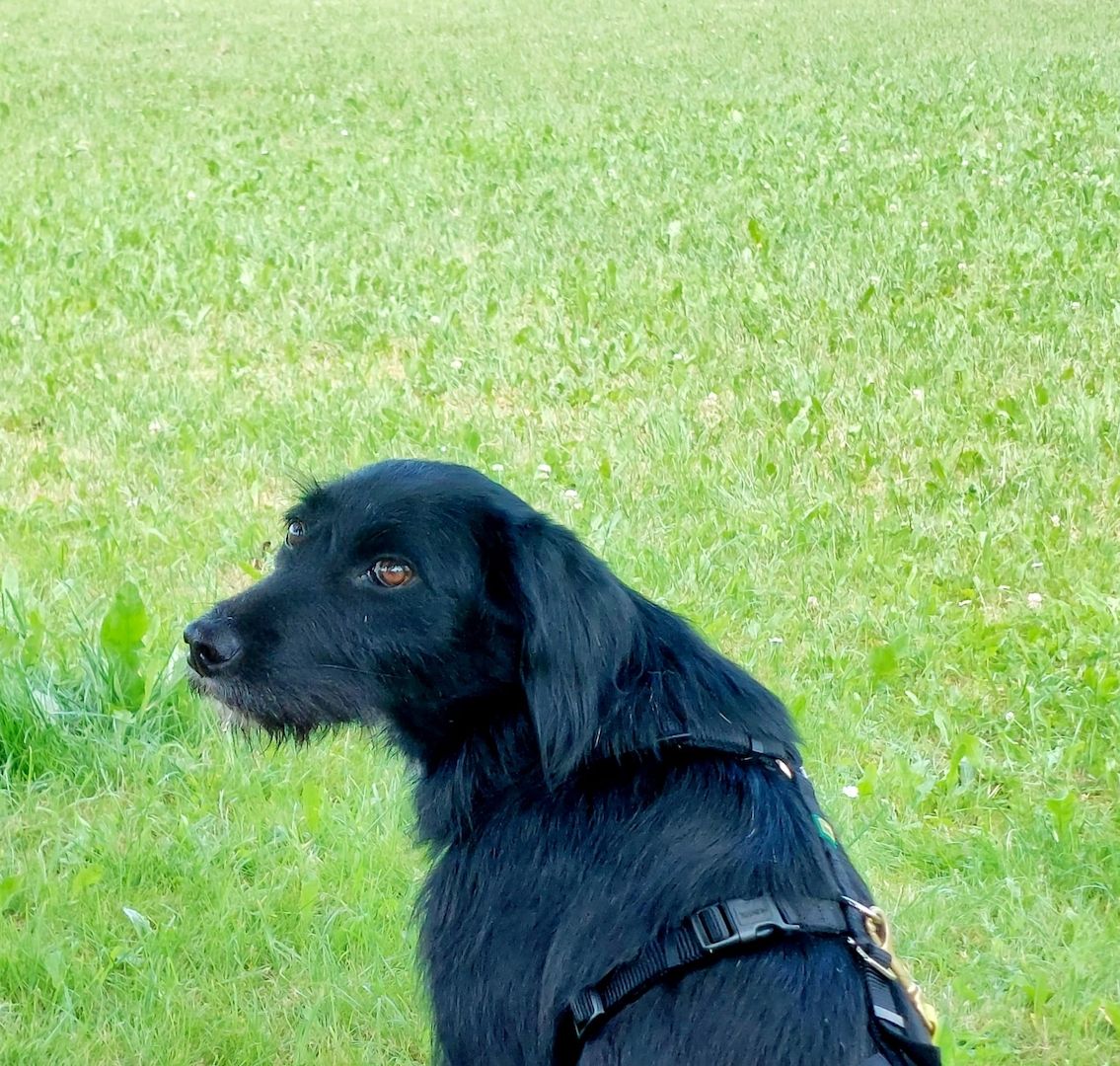 Elmo sensibler Begleiter sucht seinen Herzplatz