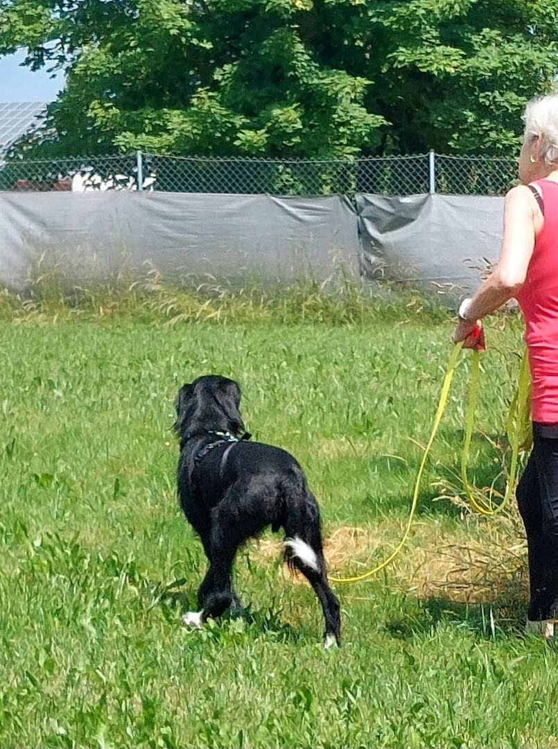 Elmo sensibler Begleiter sucht seinen Herzplatz
