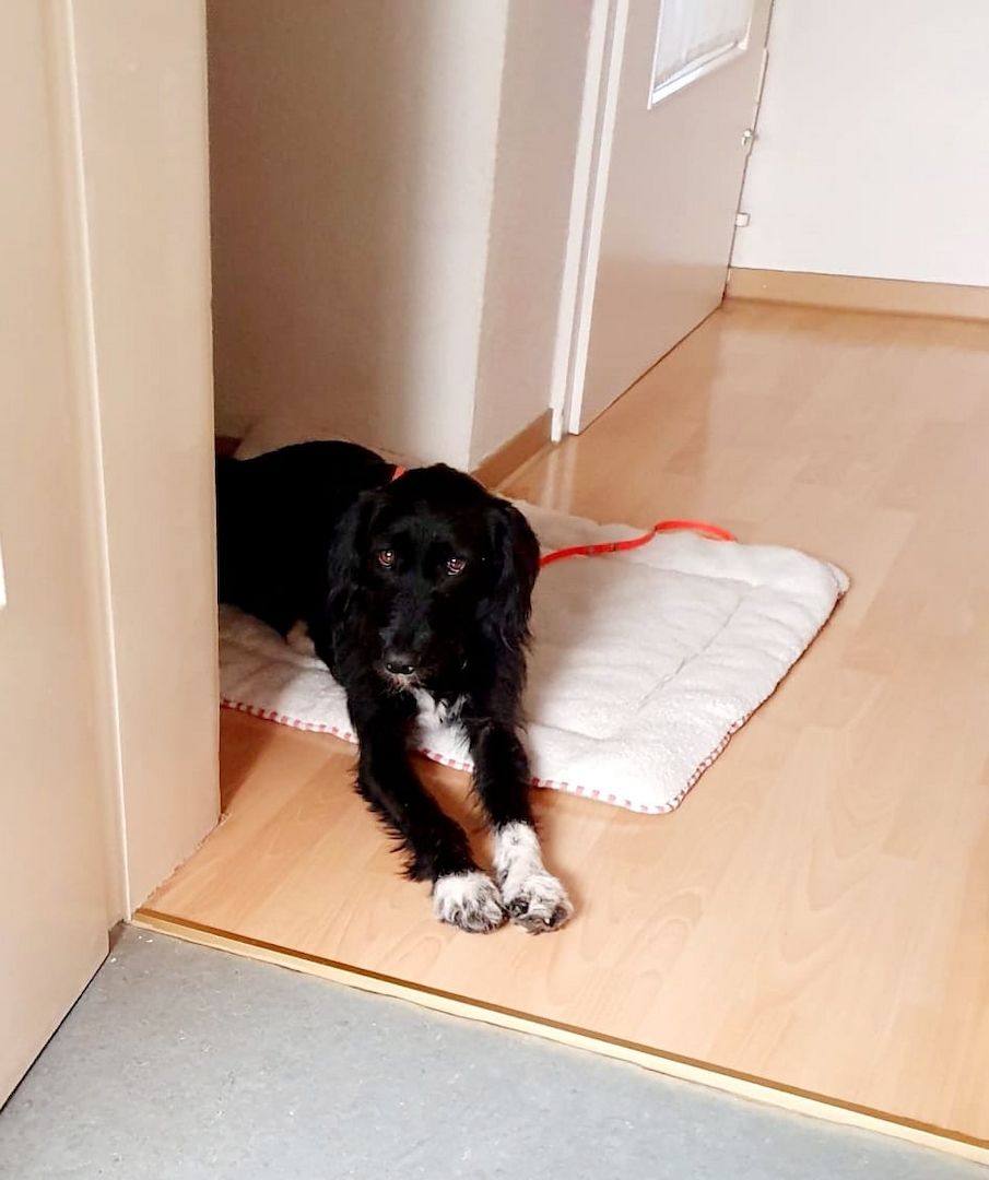 Elmo sensibler Begleiter sucht seinen Herzplatz