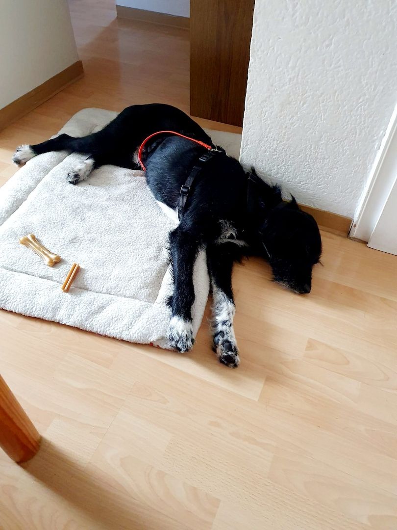 Elmo sensibler Begleiter sucht seinen Herzplatz