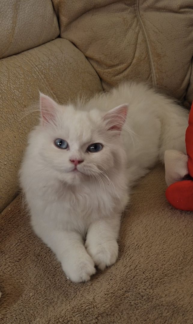 Ragdoll Kitten