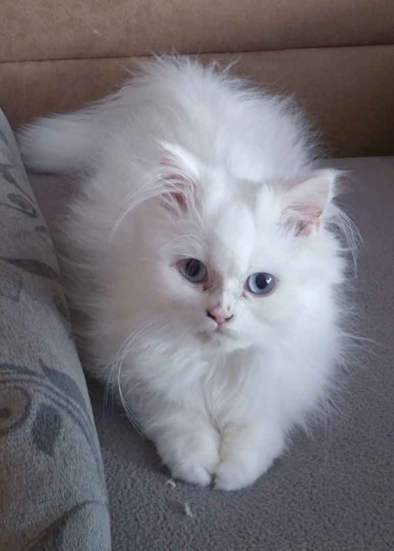 Ragdoll Kitten