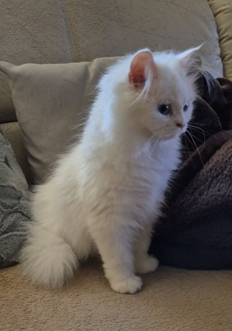 Ragdoll Kitten