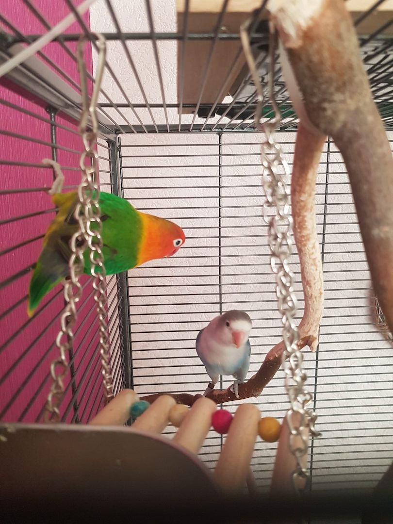 2 Unzertrennliche Agaporniden abzugeben