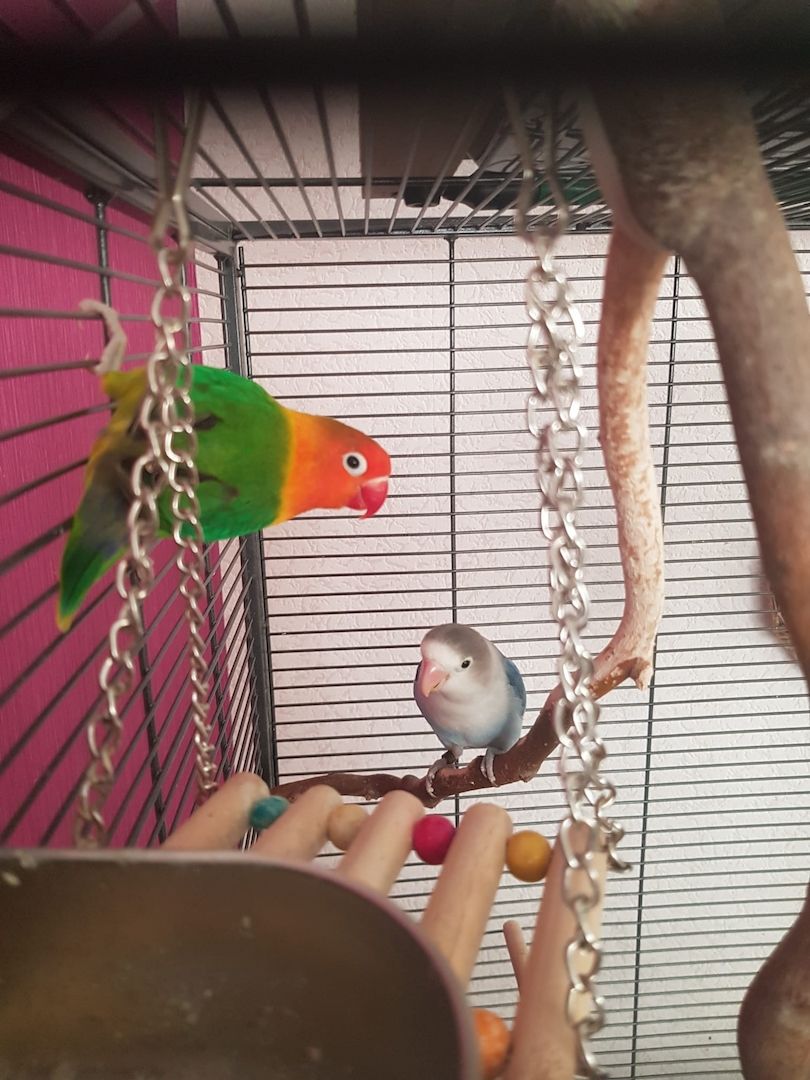 2 Unzertrennliche Agaporniden abzugeben