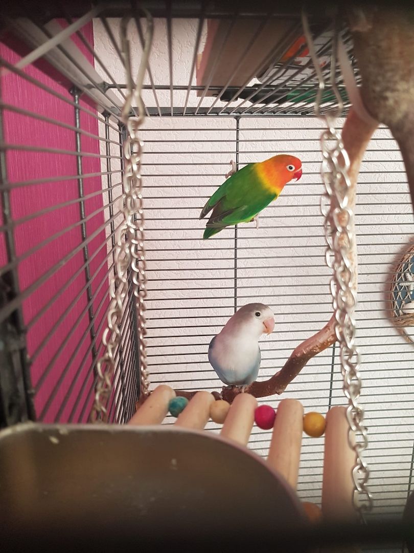 2 Unzertrennliche Agaporniden abzugeben