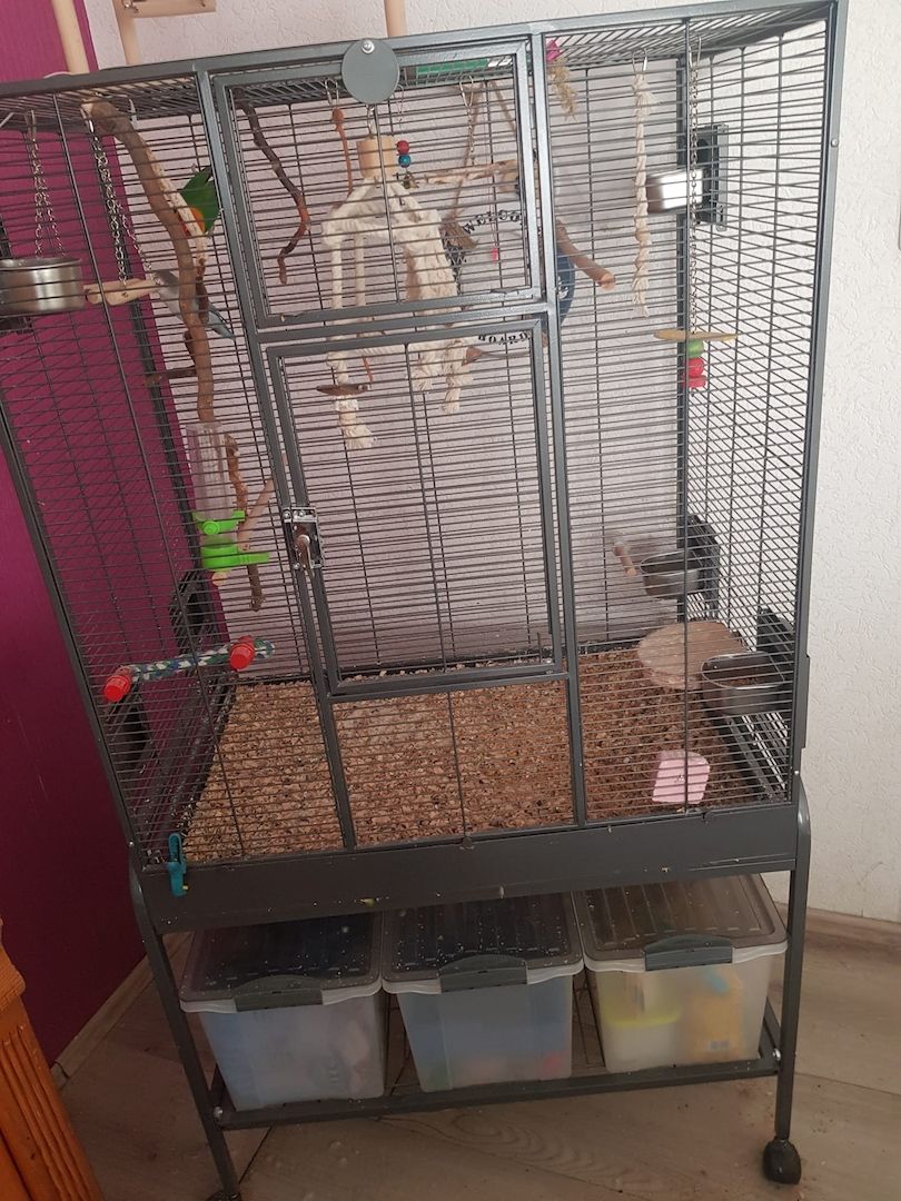 2 Unzertrennliche Agaporniden abzugeben