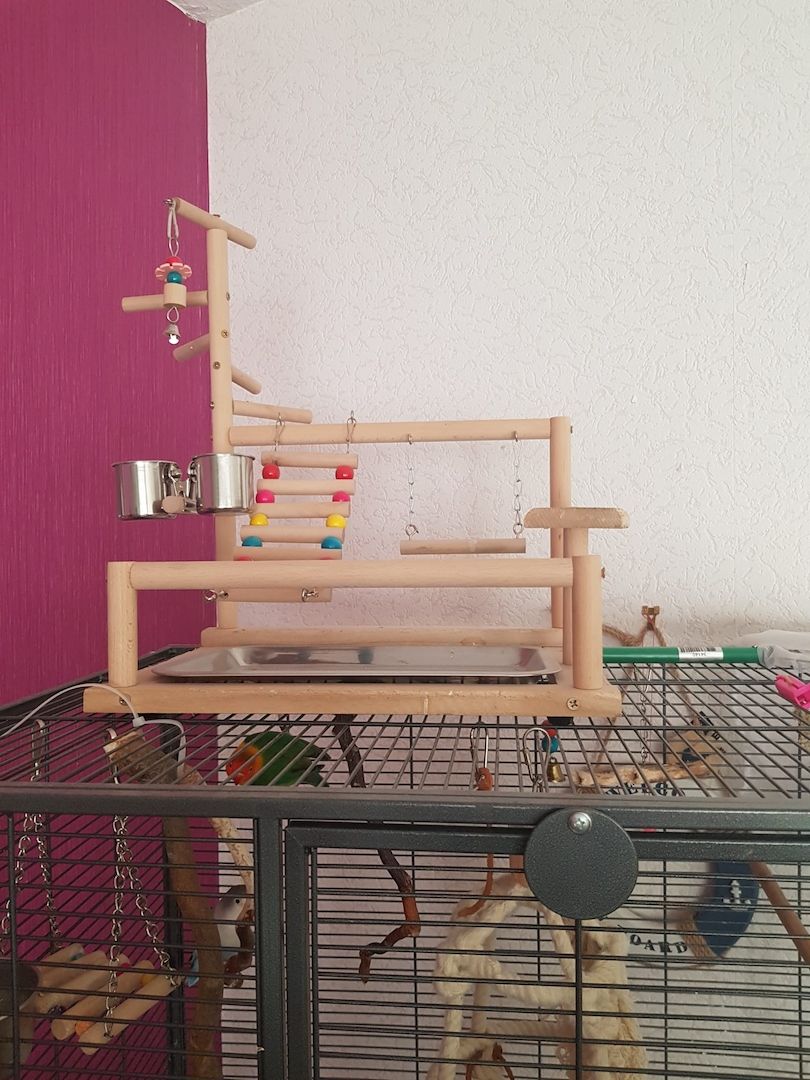 2 Unzertrennliche Agaporniden abzugeben