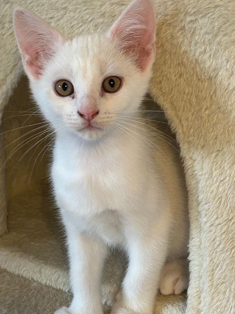 Süße Katzenbabys mit British Kurzhaar & Maine-Coon-Eltern suchen Zuhause