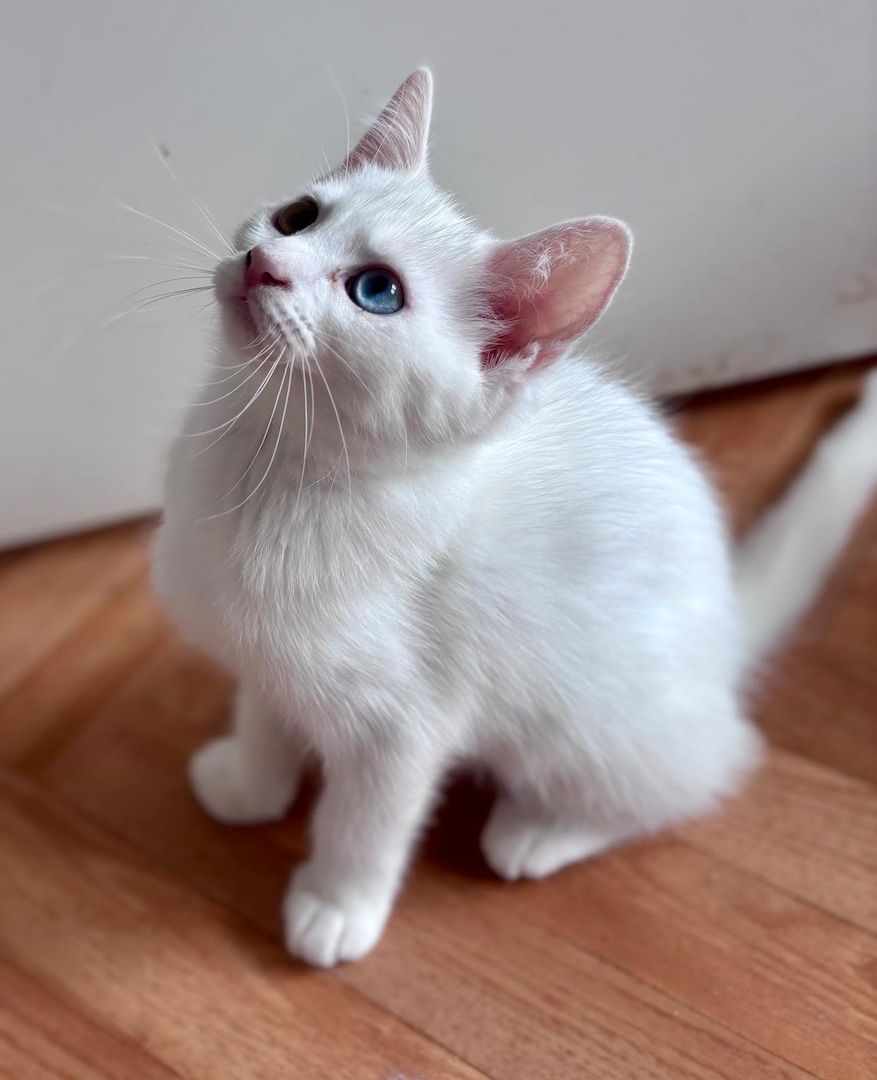 Süße Katzenbabys mit British Kurzhaar & Maine-Coon-Eltern suchen Zuhause