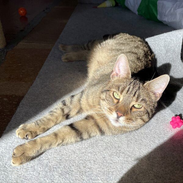 CARLO - Rohdiamant braucht Feinschliff