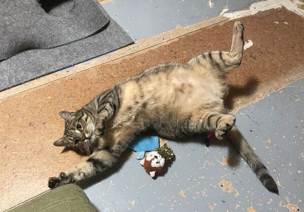 CARLO - Rohdiamant braucht Feinschliff