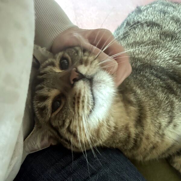 CARLO - Rohdiamant braucht Feinschliff