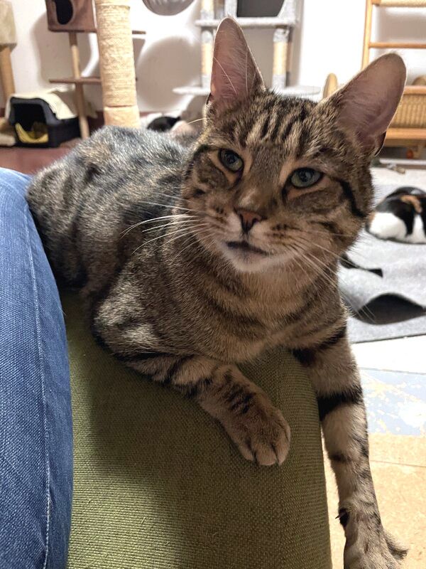 CARLO - Rohdiamant braucht Feinschliff