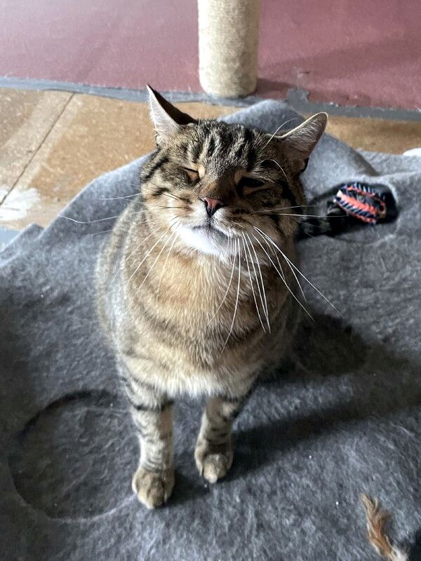 CARLO - Rohdiamant braucht Feinschliff