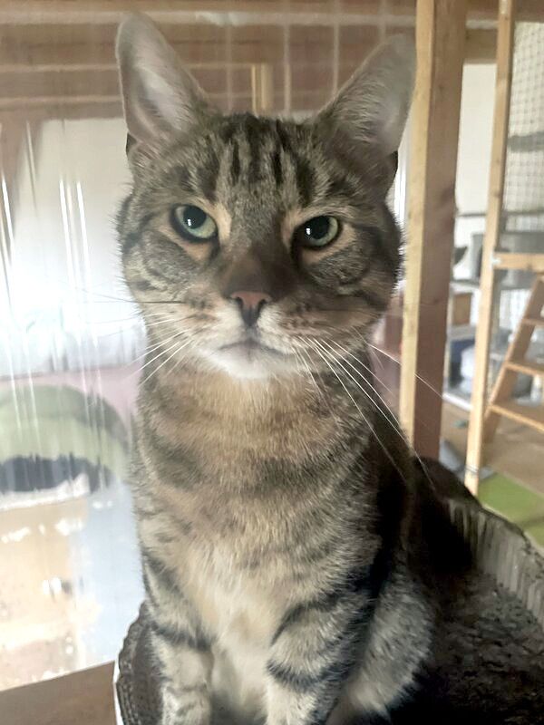 CARLO - Rohdiamant braucht Feinschliff