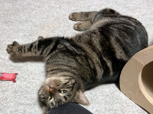 TONJA & MAXI - Traumpaar sucht gemeinsames Zuhause