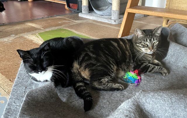 TONJA & MAXI - Traumpaar sucht gemeinsames Zuhause