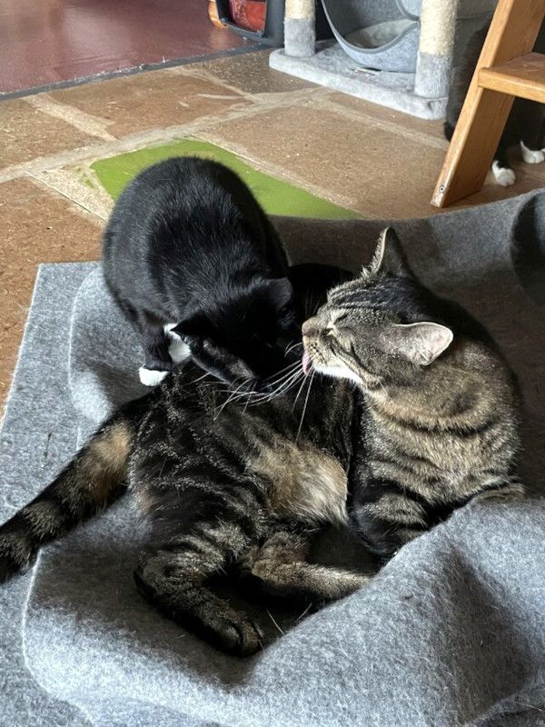 TONJA & MAXI - Traumpaar sucht gemeinsames Zuhause