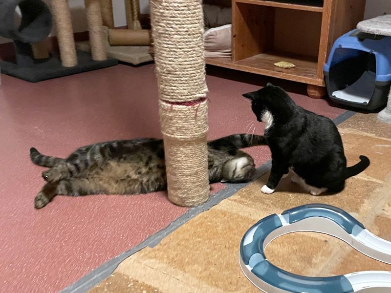 TONJA & MAXI - Traumpaar sucht gemeinsames Zuhause