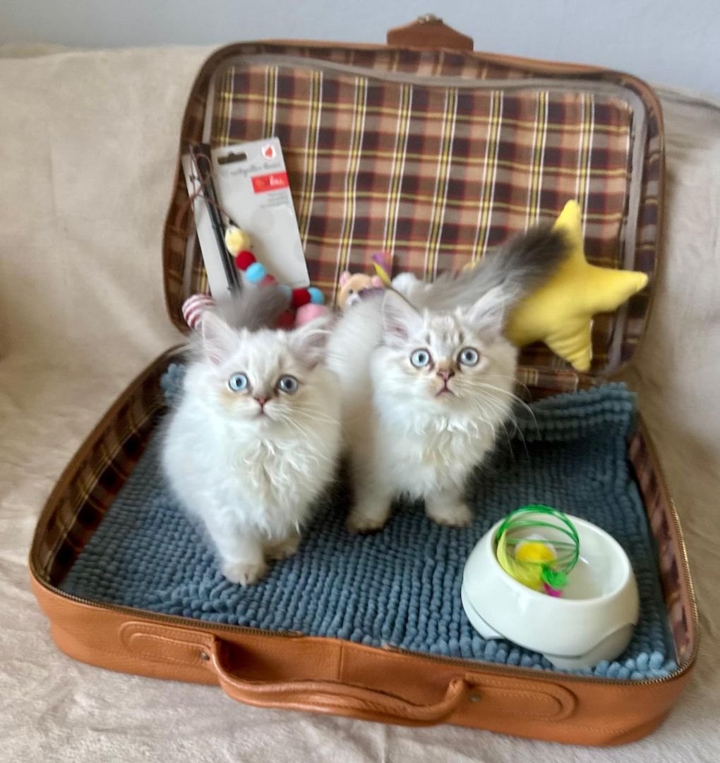 BLH reinrassig Kitten Seal Shaded/Silver Point Stammbaum & Gesundheitszeugnis