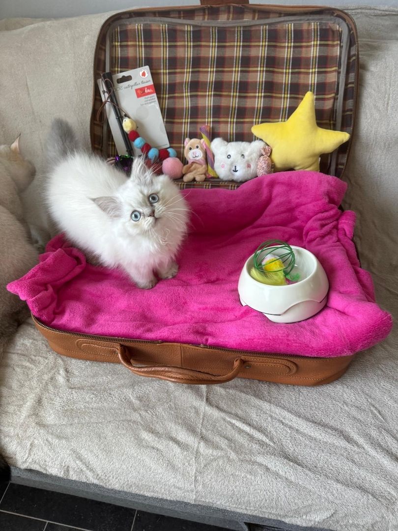 BLH reinrassig Kitten Seal Shaded/Silver Point Stammbaum & Gesundheitszeugnis