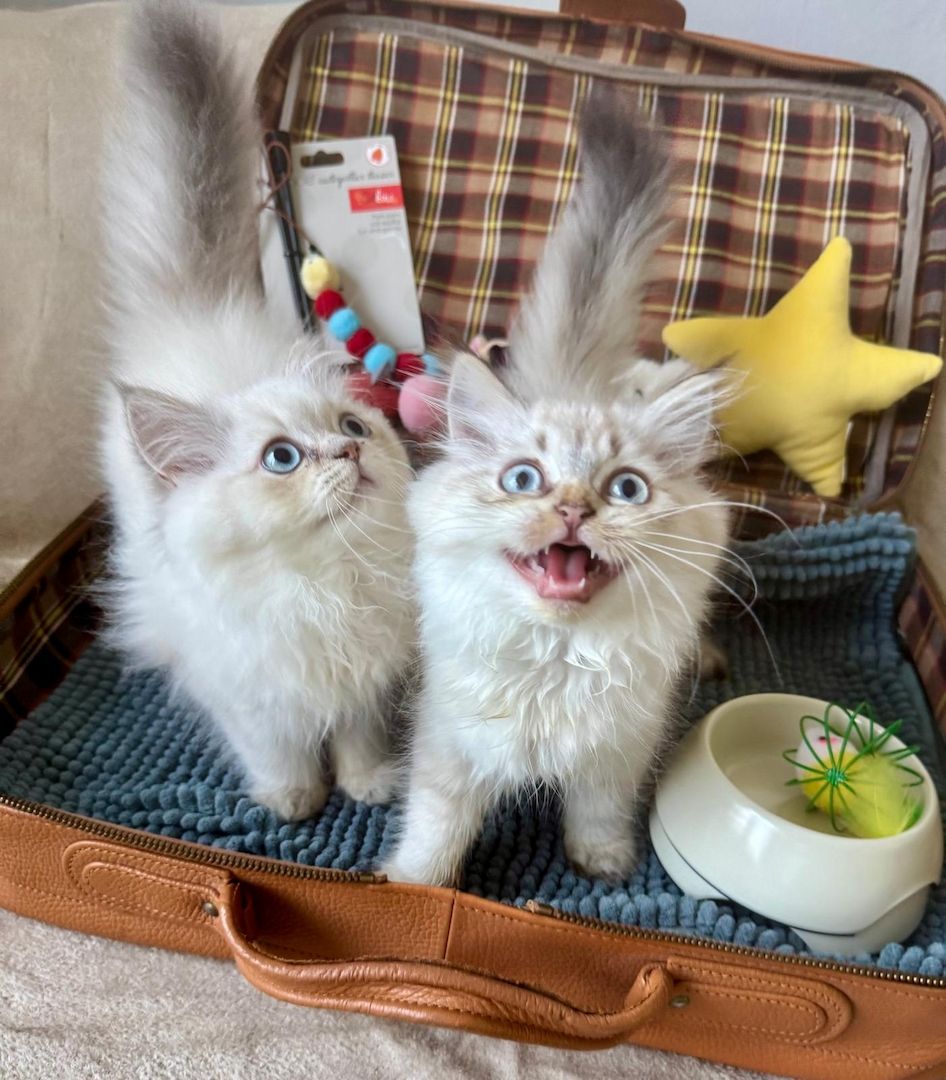 BLH reinrassig Kitten Seal Shaded/Silver Point Stammbaum & Gesundheitszeugnis