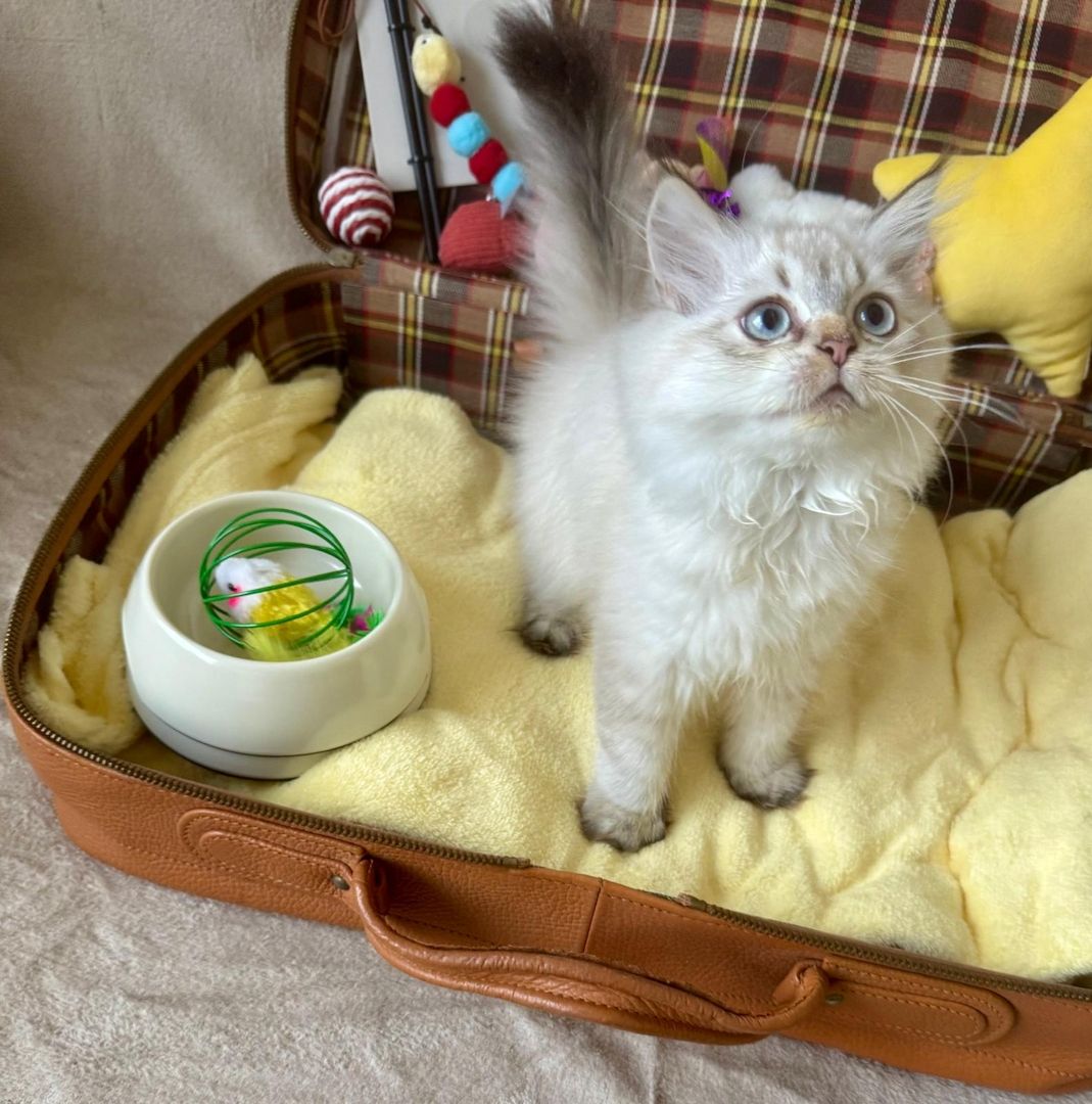 BLH reinrassig Kitten Seal Shaded/Silver Point Stammbaum & Gesundheitszeugnis