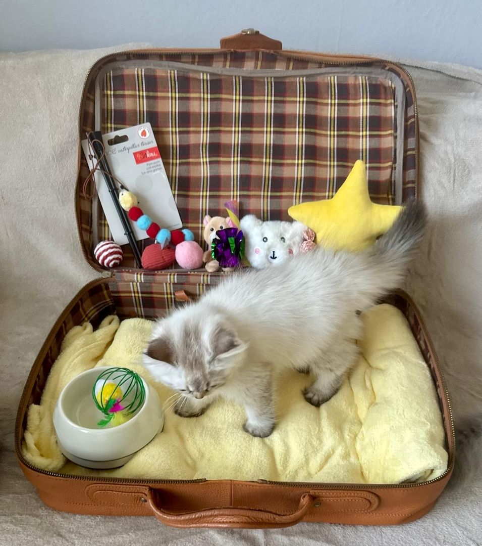 BLH reinrassig Kitten Seal Shaded/Silver Point Stammbaum & Gesundheitszeugnis