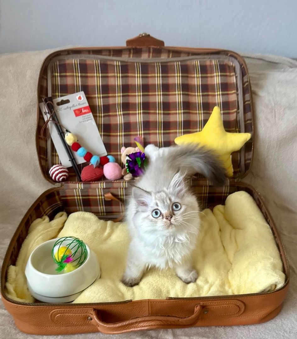 BLH reinrassig Kitten Seal Shaded/Silver Point Stammbaum & Gesundheitszeugnis