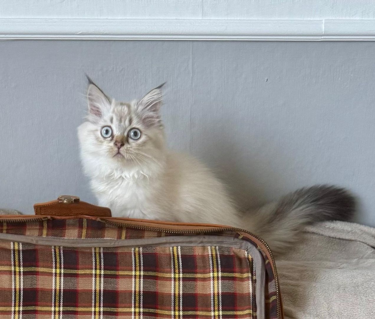 BLH reinrassig Kitten Seal Shaded/Silver Point Stammbaum & Gesundheitszeugnis