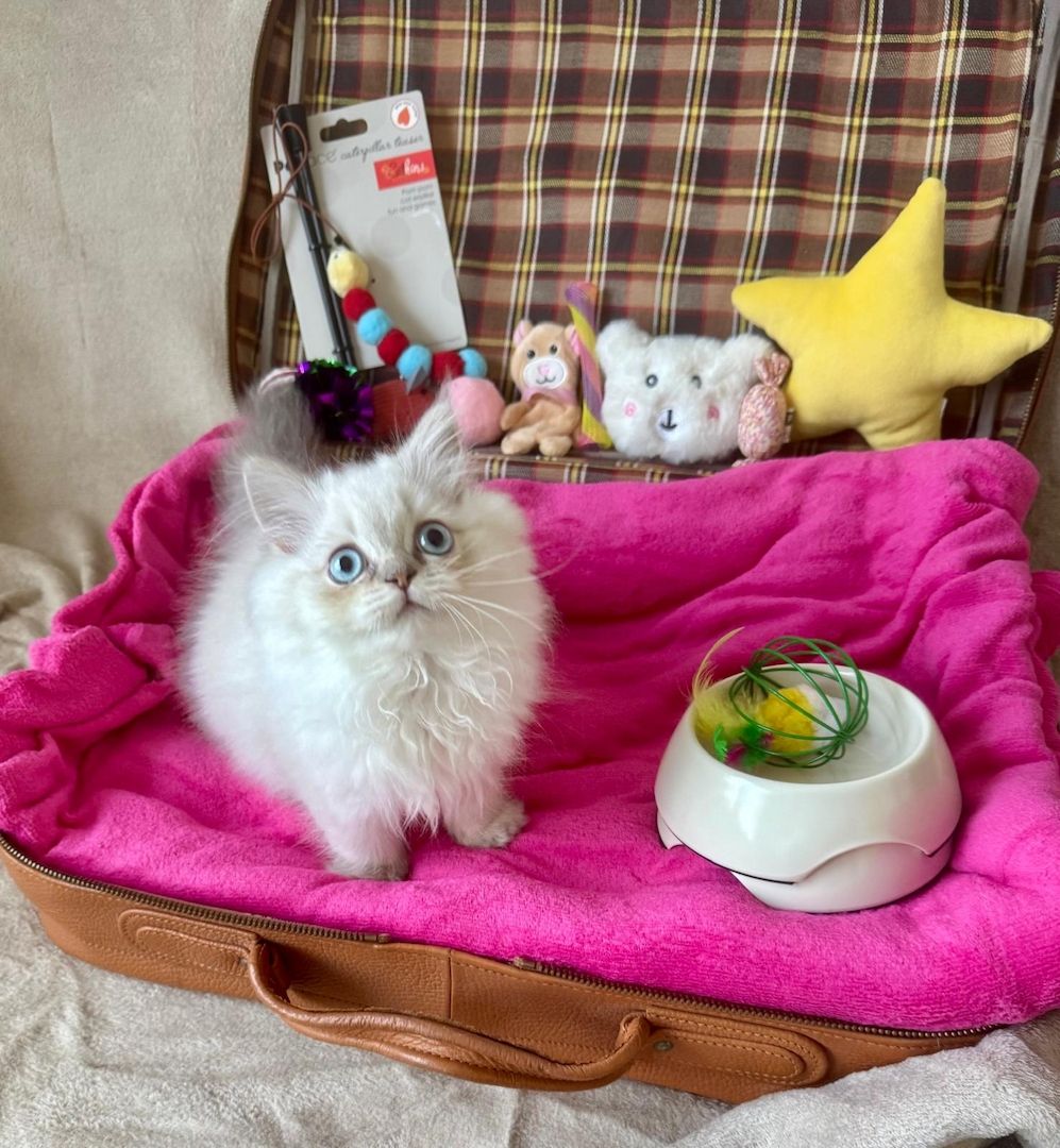 BLH reinrassig Kitten Seal Shaded/Silver Point Stammbaum & Gesundheitszeugnis