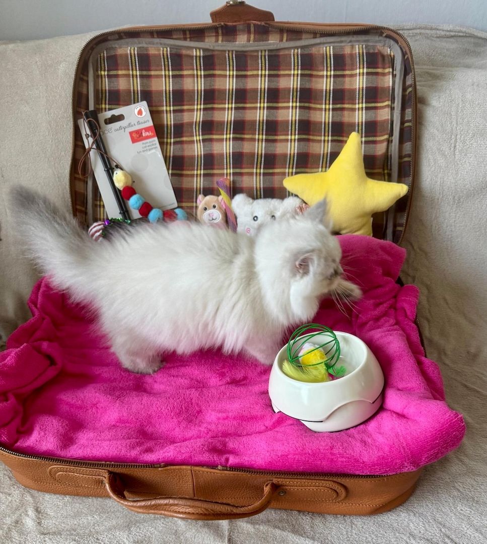 BLH reinrassig Kitten Seal Shaded/Silver Point Stammbaum & Gesundheitszeugnis