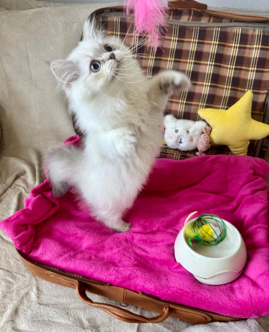 BLH reinrassig Kitten Seal Shaded/Silver Point Stammbaum & Gesundheitszeugnis